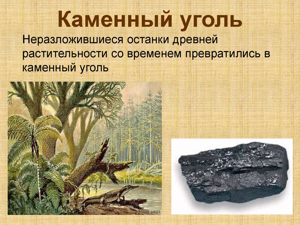 Каменный уголь биология