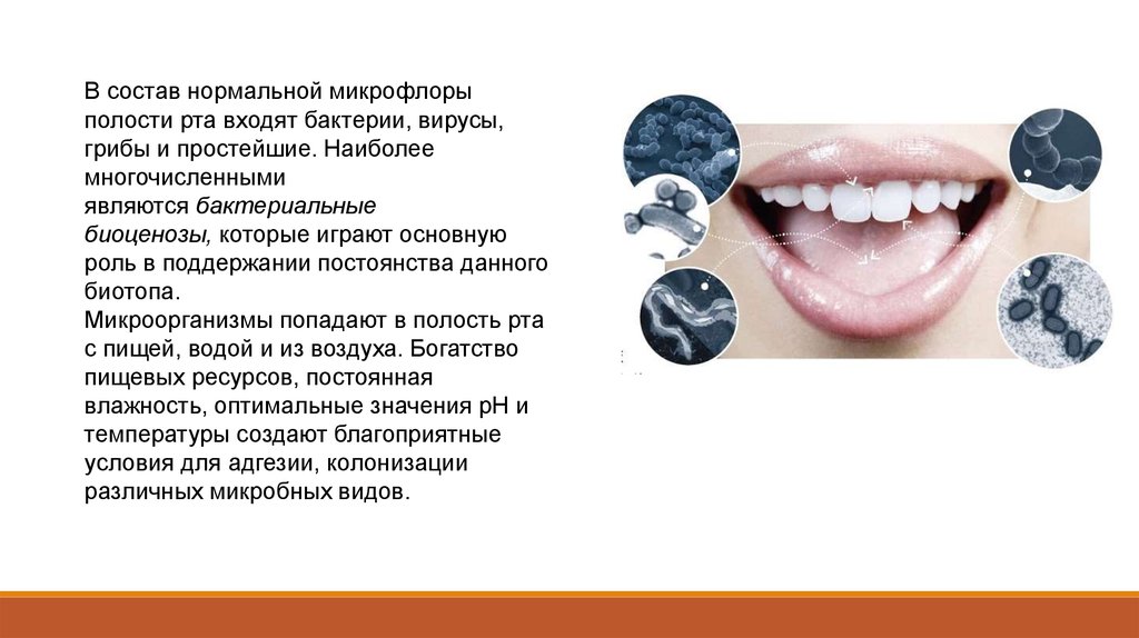 Бактерии в слюне. Роль микроорганизмов в полости рта. Состав нормальной микрофлоры полости рта. Нормальная микрофлора ротовой полости человека. Патогенная микрофлора полости рта.