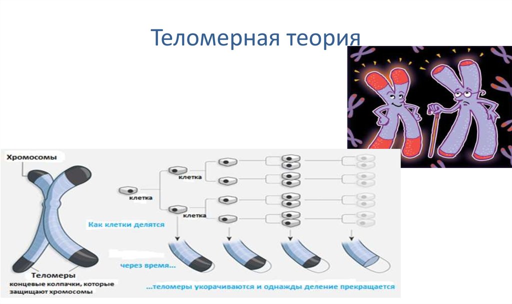 Теломерная теория старения презентация