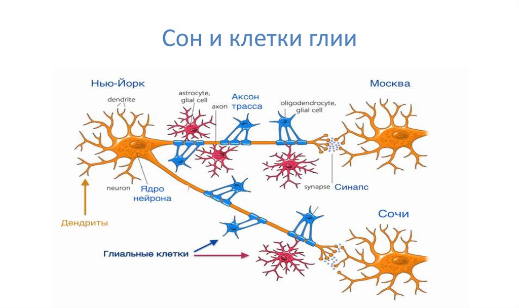 Какая ткань организма человека содержит глиальные клетки. Строение глиальных клеток схема. Клетки нейроглии строение. Строение нейрона и нейроглии. Образуют опорный аппарат ЦНС клетки нейроглии.