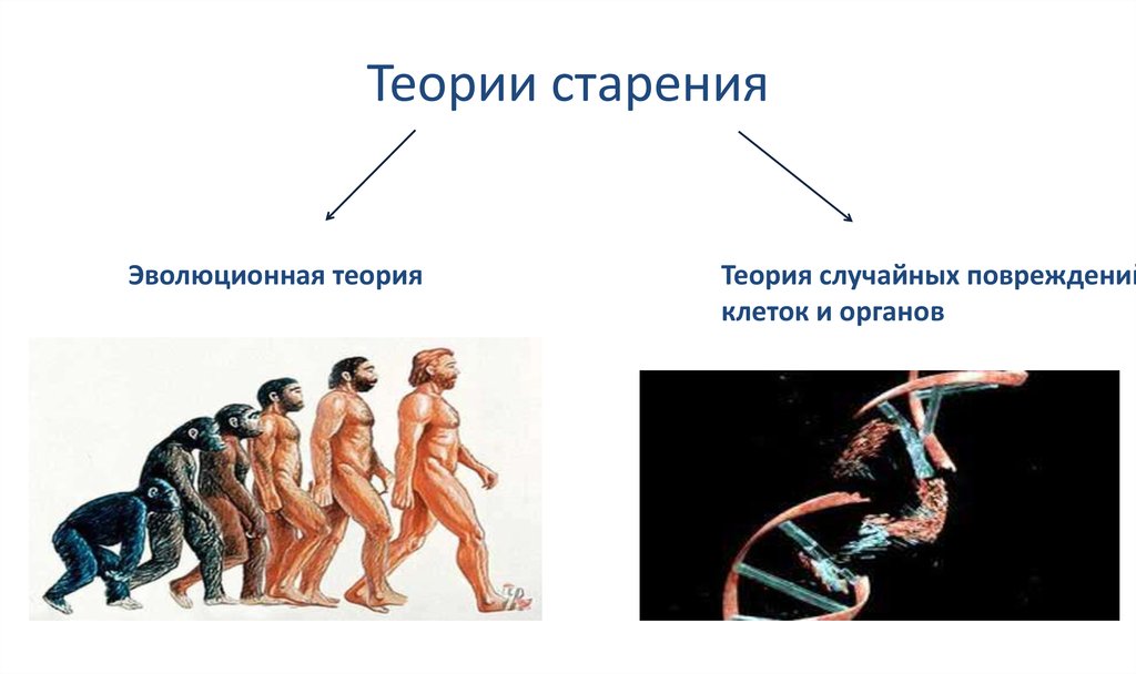 Презентация на тему старение человека и возможность бессмертия