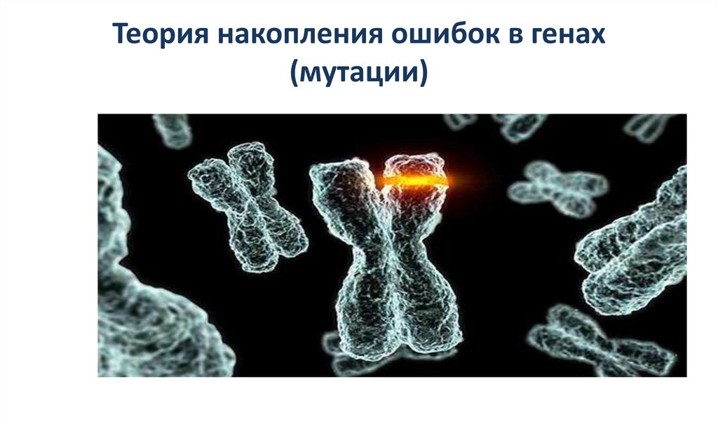 Соматические клетки человека. Теория соматических мутаций. Теория накопления мутаций. Теория соматических мутаций старения. Теория мутации старения генные.