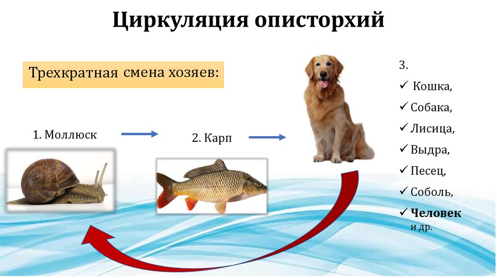 Со сменой хозяев. У каких животных смена хозяев. Как понять со сменой хозяева биология.