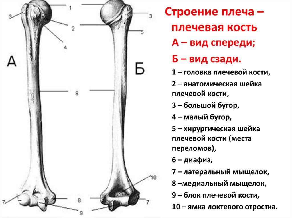 Кости плеча. Анатомическая шейка плечевой кости анатомия. Трубчатая плечевая кость и её отделы. Анатомия плечевой кости Синельников. Плечевая кость кость анатомия.