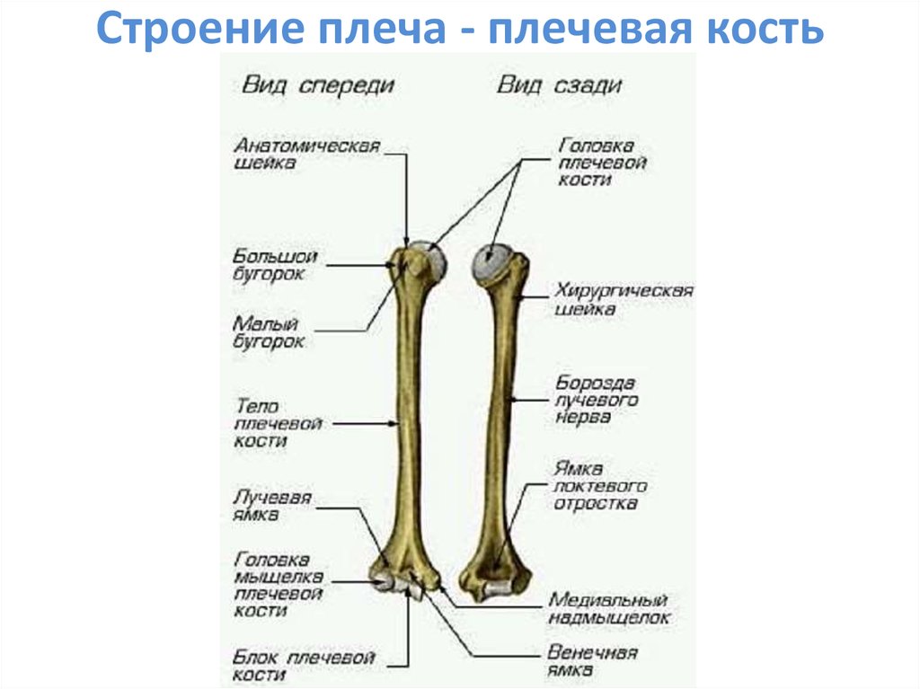 Плечевая кость латынь. Плечевая кость анатомия схема. Плечевая кость анатомия латынь. Плечевая кость вид сбоку. Строение плечевой кости анатомия на латыни.