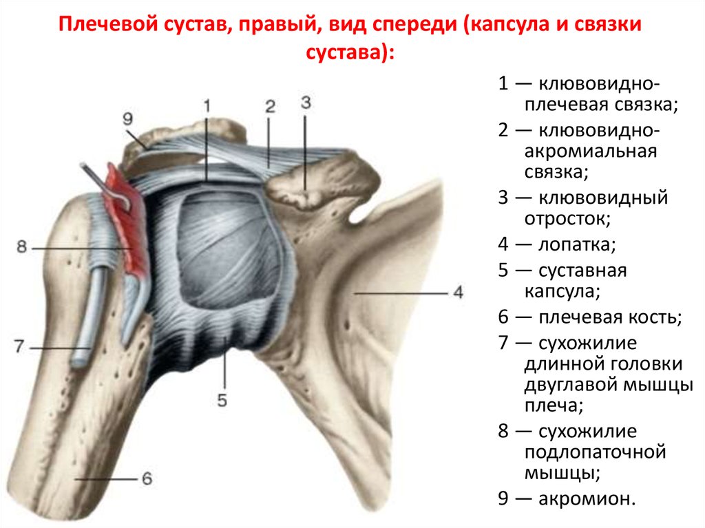 Укрепляющие связки. Капсула плечевого сустава анатомия. Связки плечевого сустава анатомия. Строение правого плеча сзади. Labrum glenoidale анатомия.