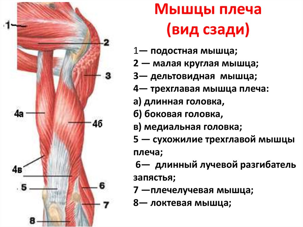 Анатомия плечевого сустава и мышц плеча в картинках