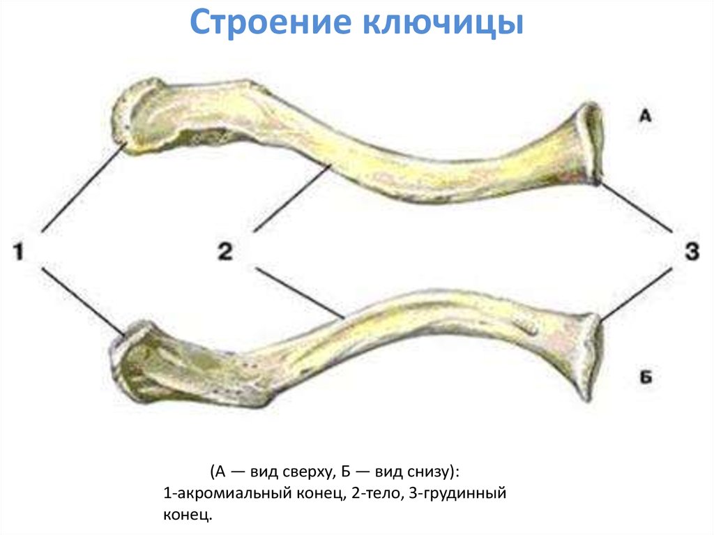 Ключица строение фото