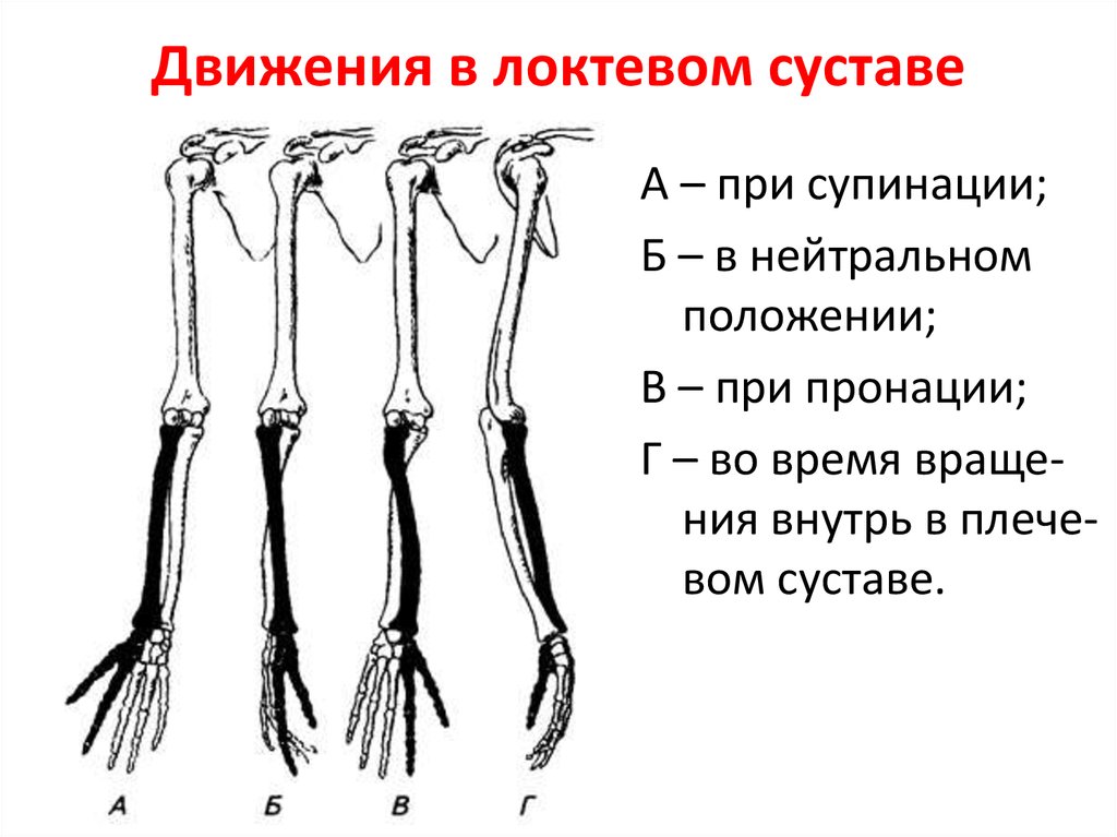 Положение костей. Локтевой сустав строение и объем движений. Локтевой сустав движения по осям. Кости предплечья в пронации и супинации. Движениявлоктевом сучтаве.