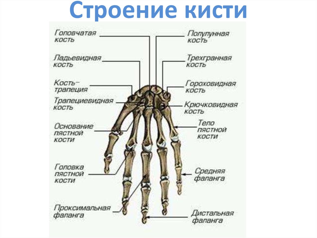 Кисть человека анатомия с изображением