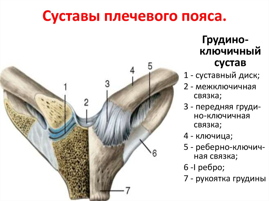 Соединение костей пояса. Ключичный сустав анатомия строение. Строение грудино ключичного сустава. Грудино ключичный сустав анатомия связки. Плечевой грудино ключичный сустав.