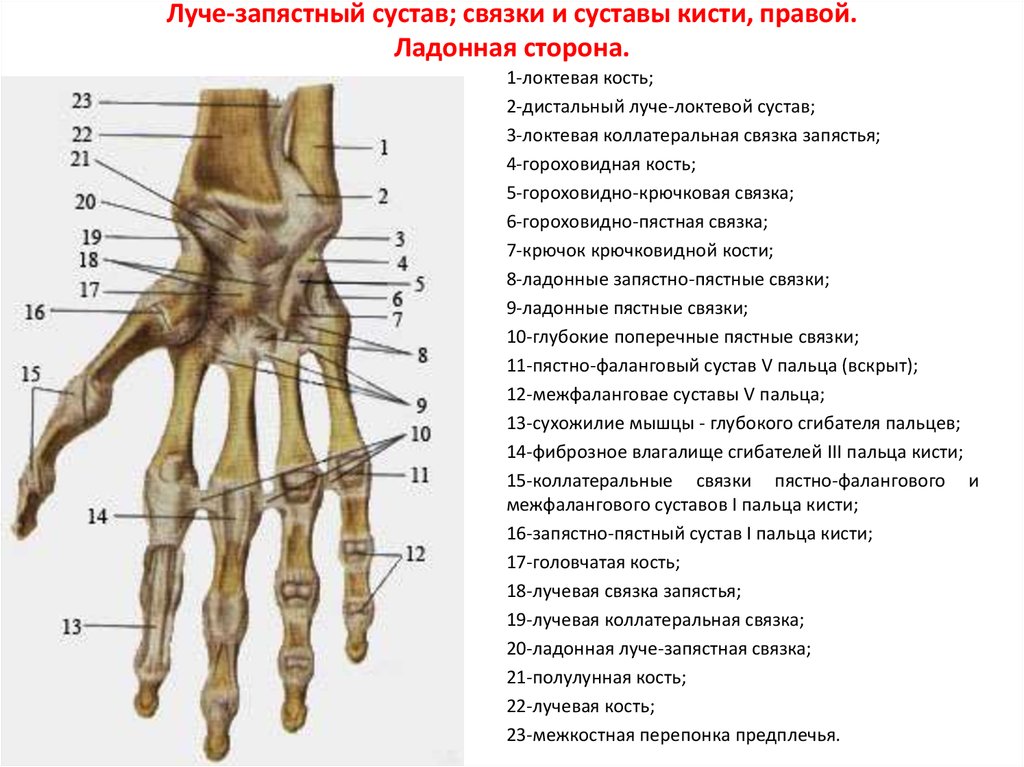 Соединения костей запястья. Сустав 1 пястной кости. Суставы 1 пальца кисти анатомия. Пястнофаоанговйй суствв. Пятсофаланговый сустав.