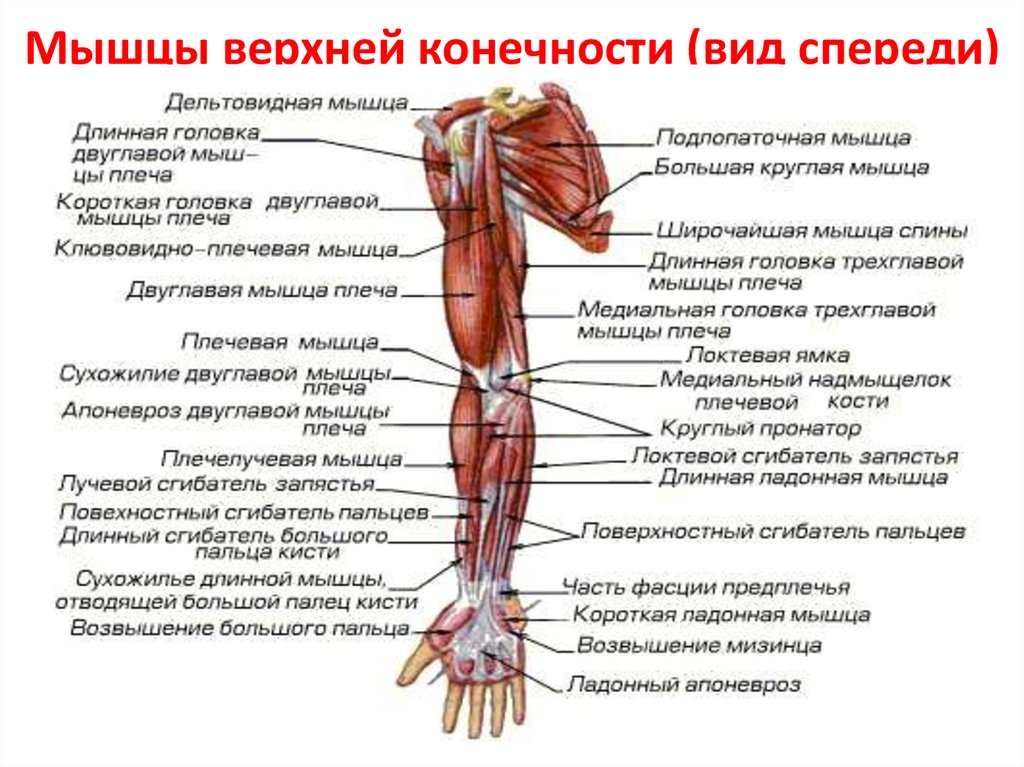 Мышцы верхней конечности (вид спереди)