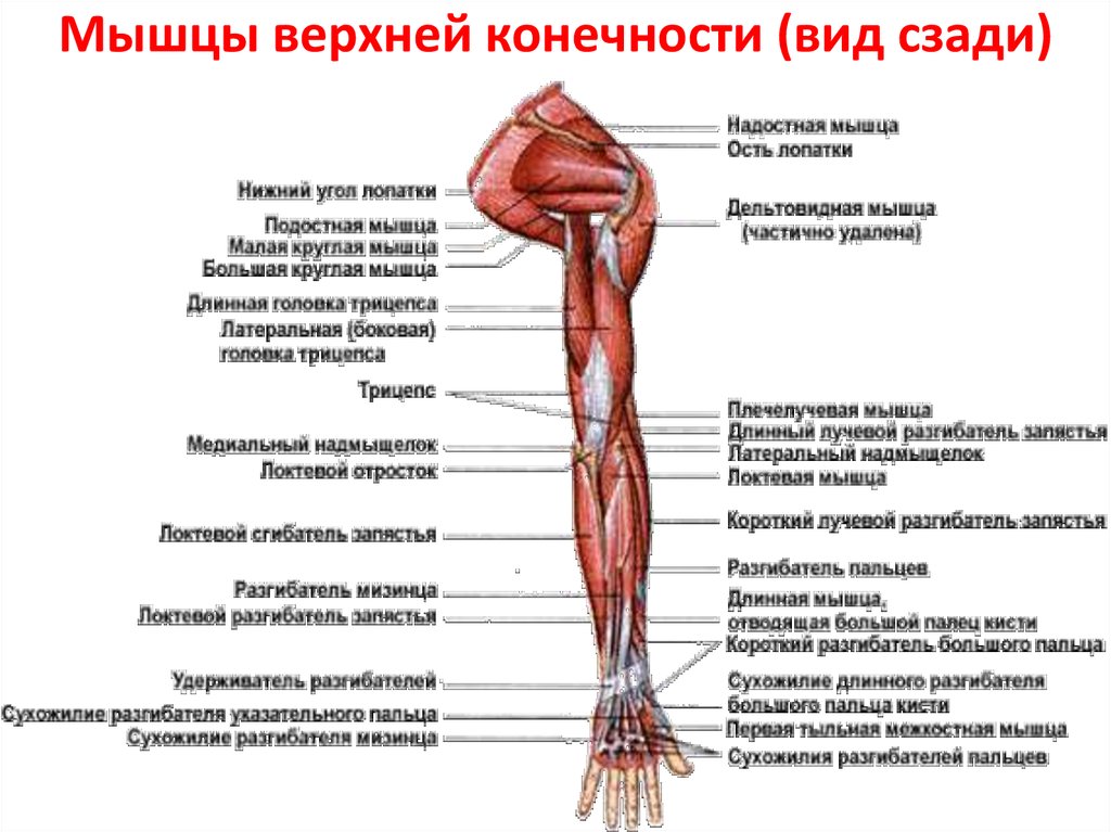 Мышцы руки схема