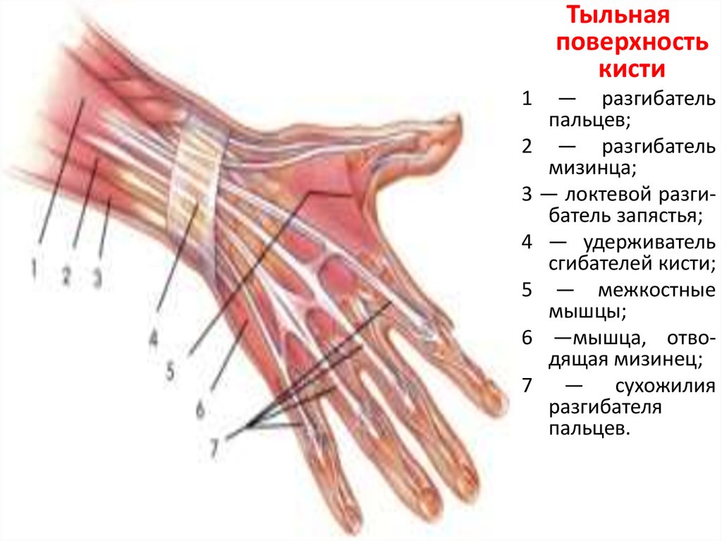 Поверхность запястья. Сухожилия разгибателей кисти. Сухожилия сгибателей пальцев кисти анатомия. Анатомия 5 пальца кисти. Мышцы кисти тыльная поверхность анатомия.