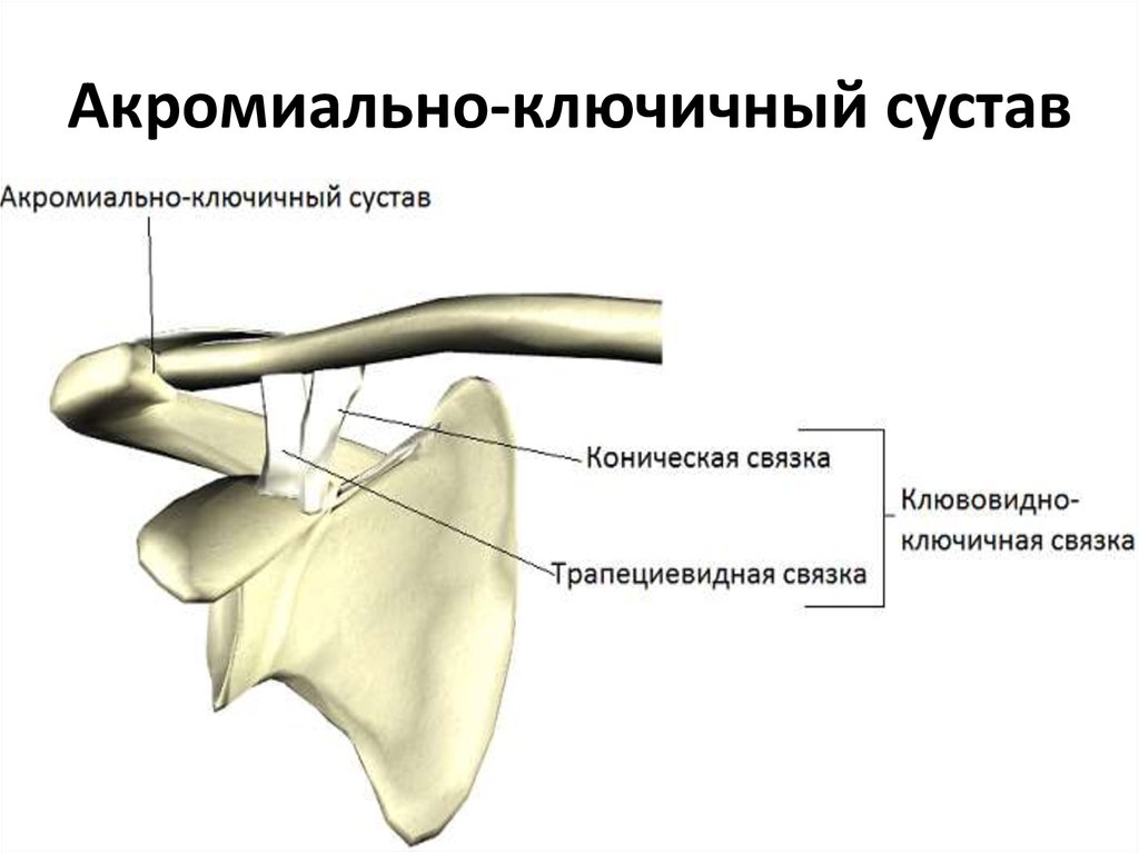 Ключично акромиальный сустав. Акромиально-ключичный сустав функции. Акромиальный отросток ключицы.