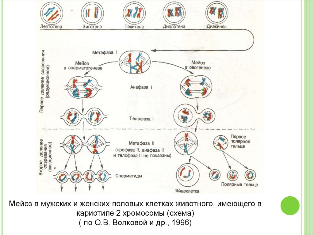 Мейоз анафаза 2 набор хромосом. Мейоз наборы хромосом по фазам. Хромосомный набор мейоз 2 по фазам. Мейоз схема по фазам с набором хромосом. Предшественники половых клеток мейоз.