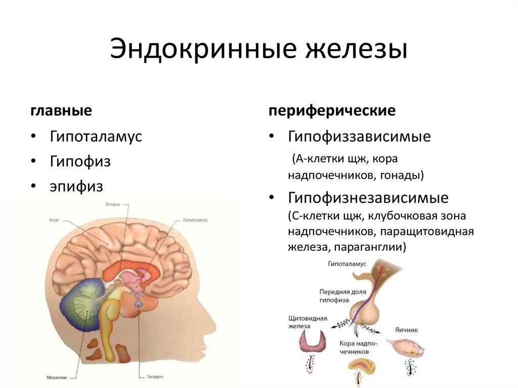 Гипофиз функции мозг. Гипофиз эпифиз таламус. .Система желез внутренней секреции. Функции. Гипофиз независимые железы внутренней секреции. Гипоталамус железа внутренней секреции.