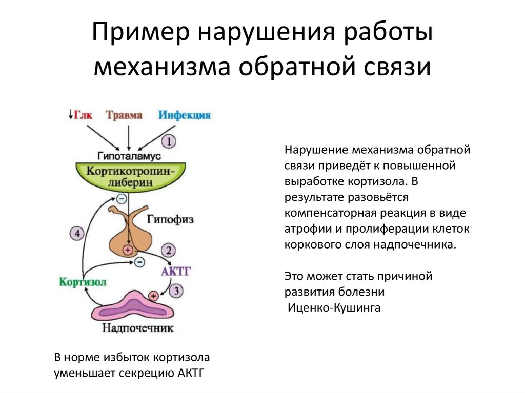 Нарушение связи. Роль нарушений механизма обратной связи в эндокринной патологии. Нарушение механизма обратной отрицательной связи. Механизм обратной связи. Схема механизма обратной связи.