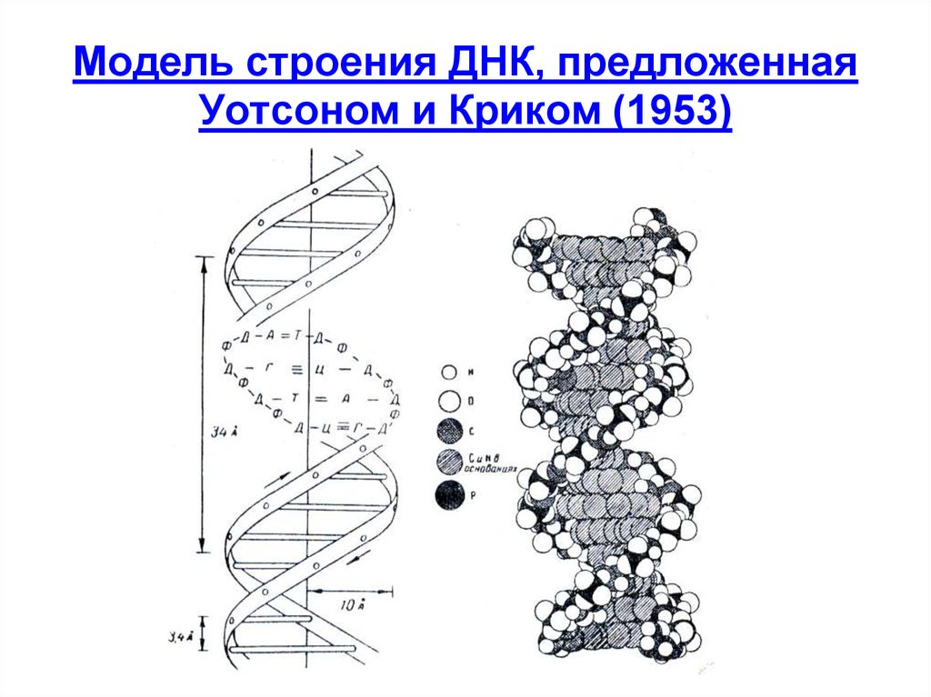 Модель днк как в теории большого взрыва