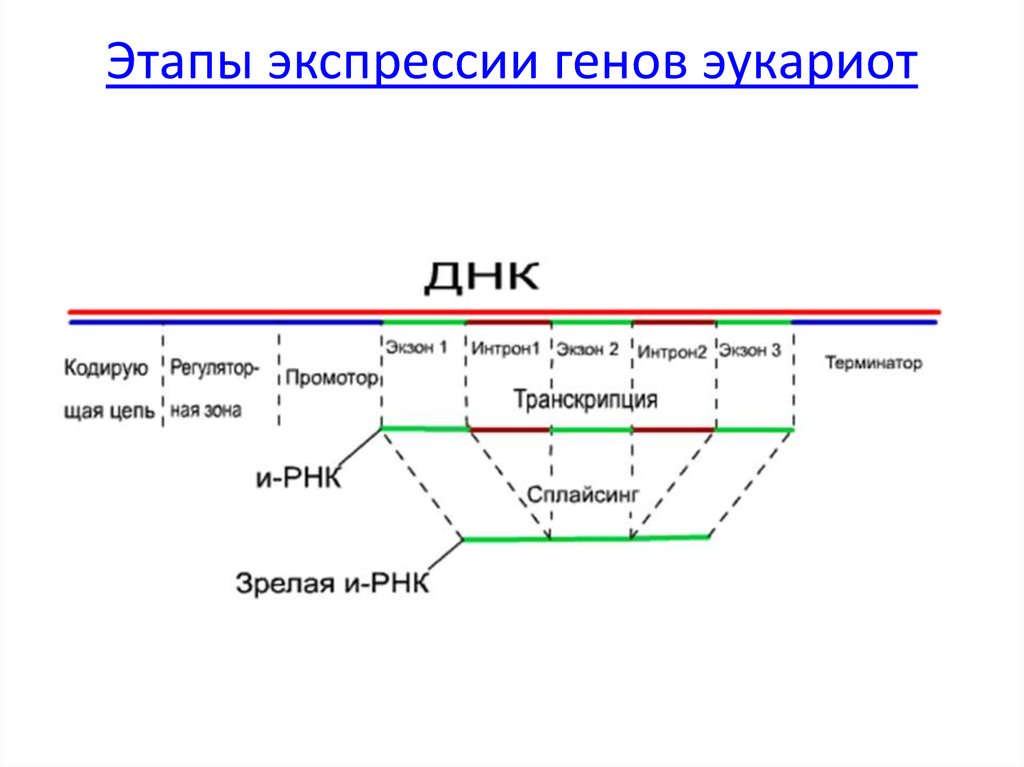 Интроны в генах эукариот