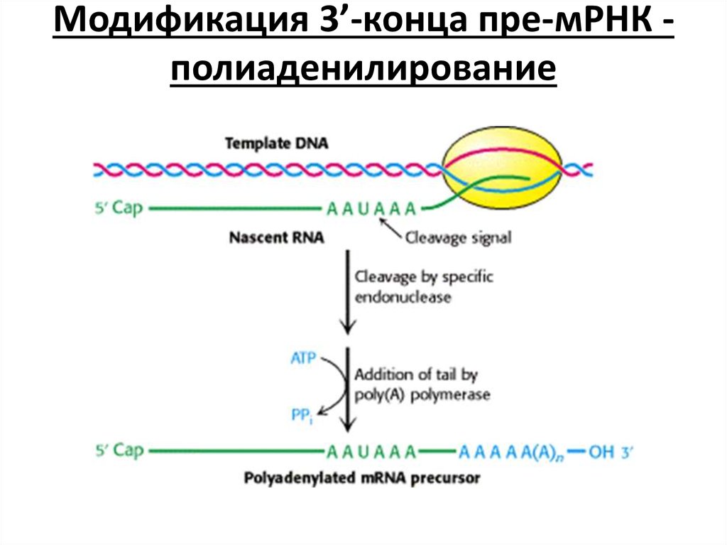 Модификация 3’-конца пре-мРНК - полиаденилирование