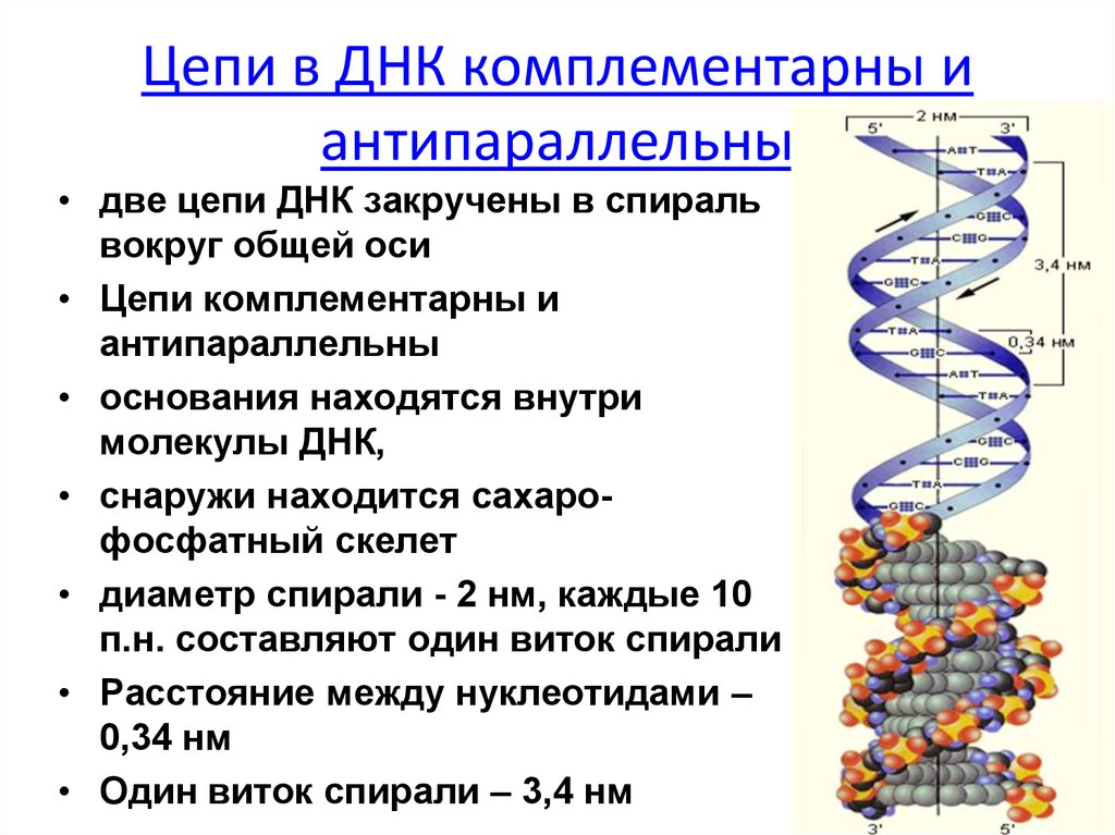 Какие связи стабилизируют вторичную структуру белков