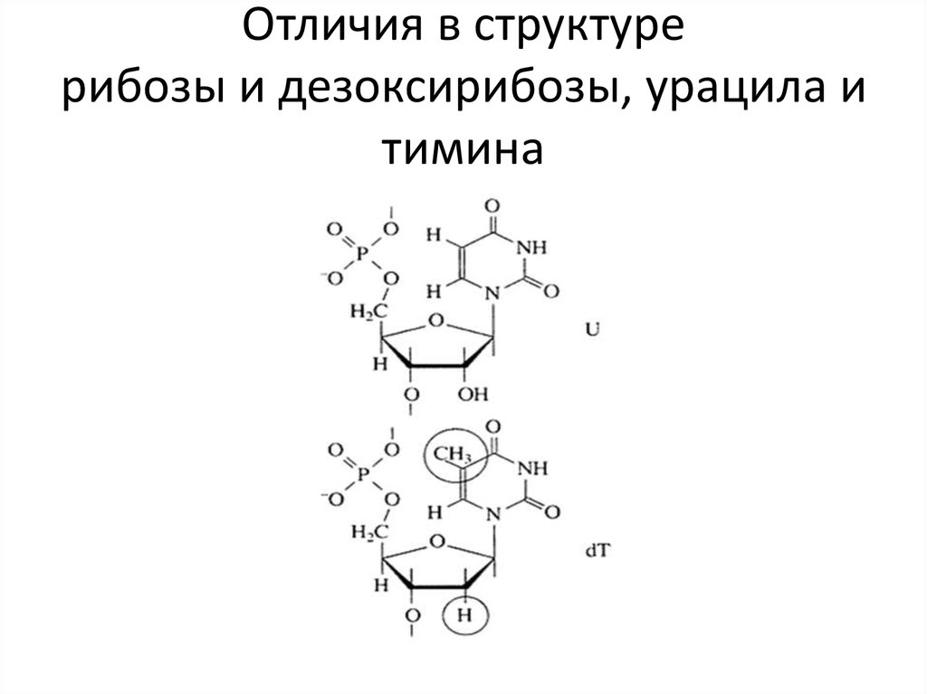 Строение рибозы