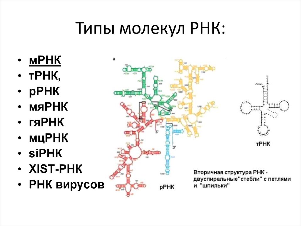 Типы молекул РНК: