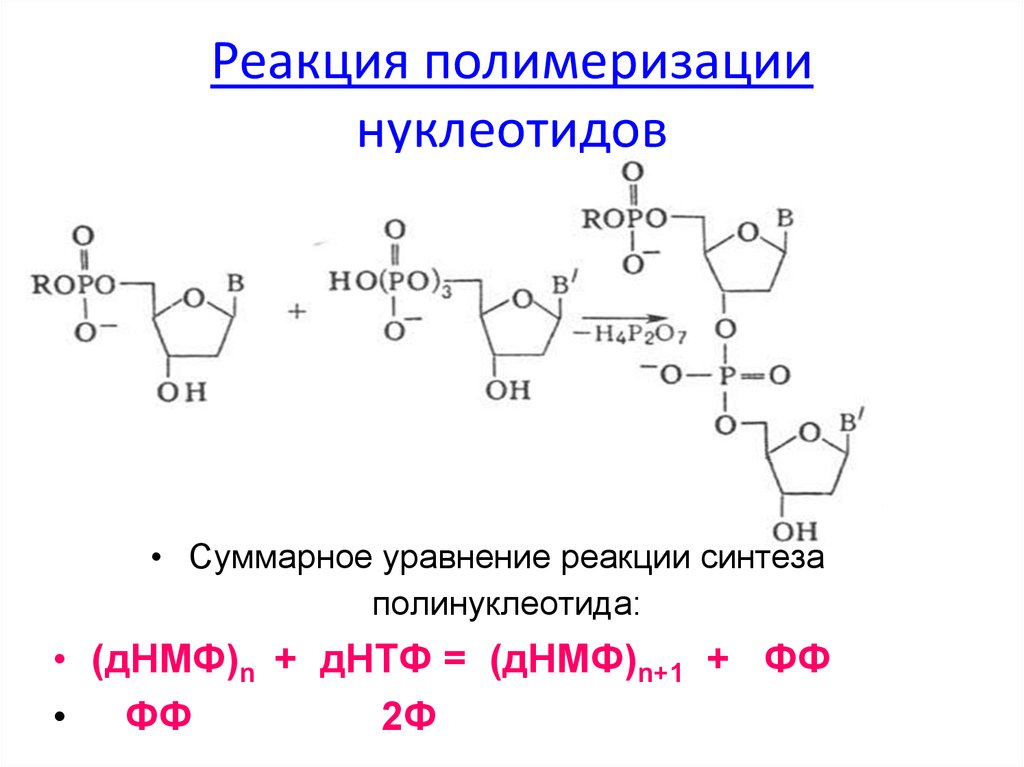 Схема гидролиза нуклеиновых кислот