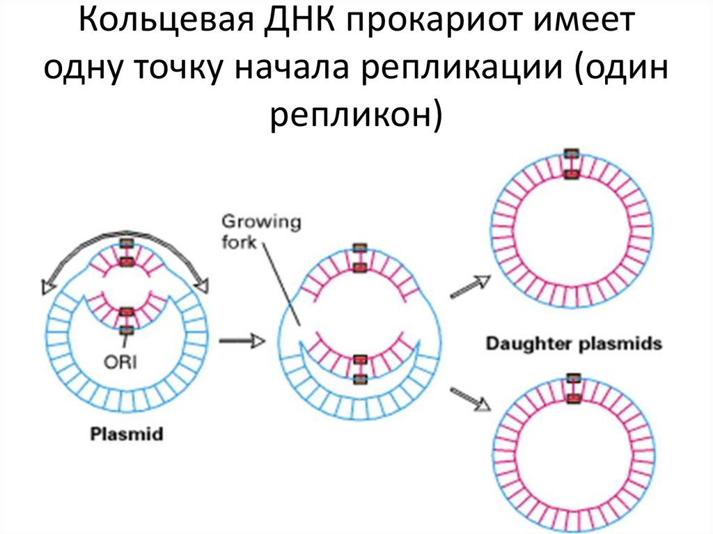 Имеется кольцевая хромосома