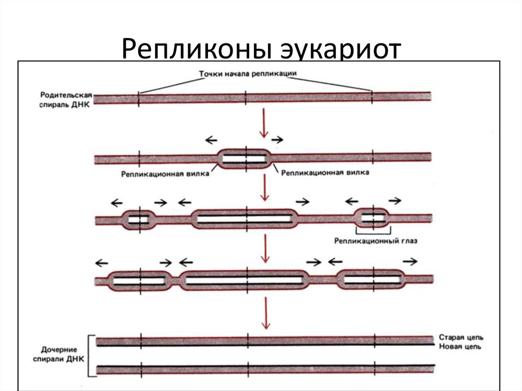 Репликация у эукариот происходит