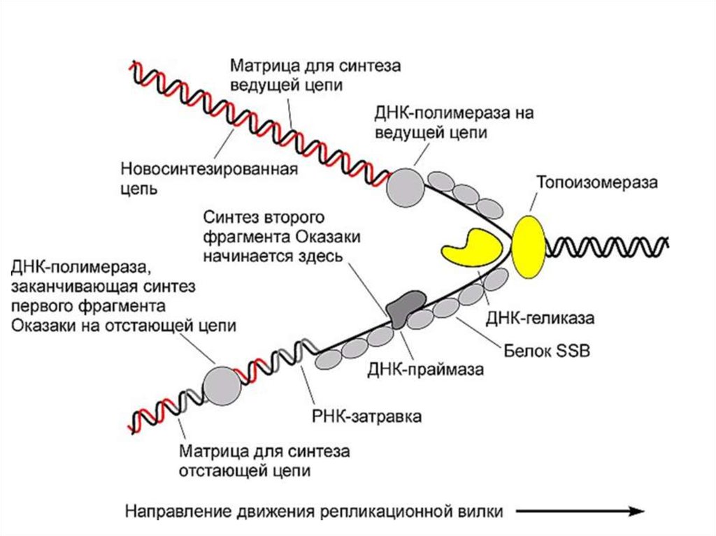 Фрагмент матричной цепи. Репликация ДНК Репликационная вилка. Репликация ДНК это Синтез. Схему процесса репликации ДНК И функции ферментов. Схема репликации ДНК ферменты.