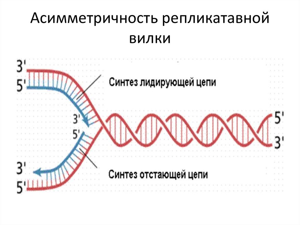 Цепь которая синтезируется фрагментами