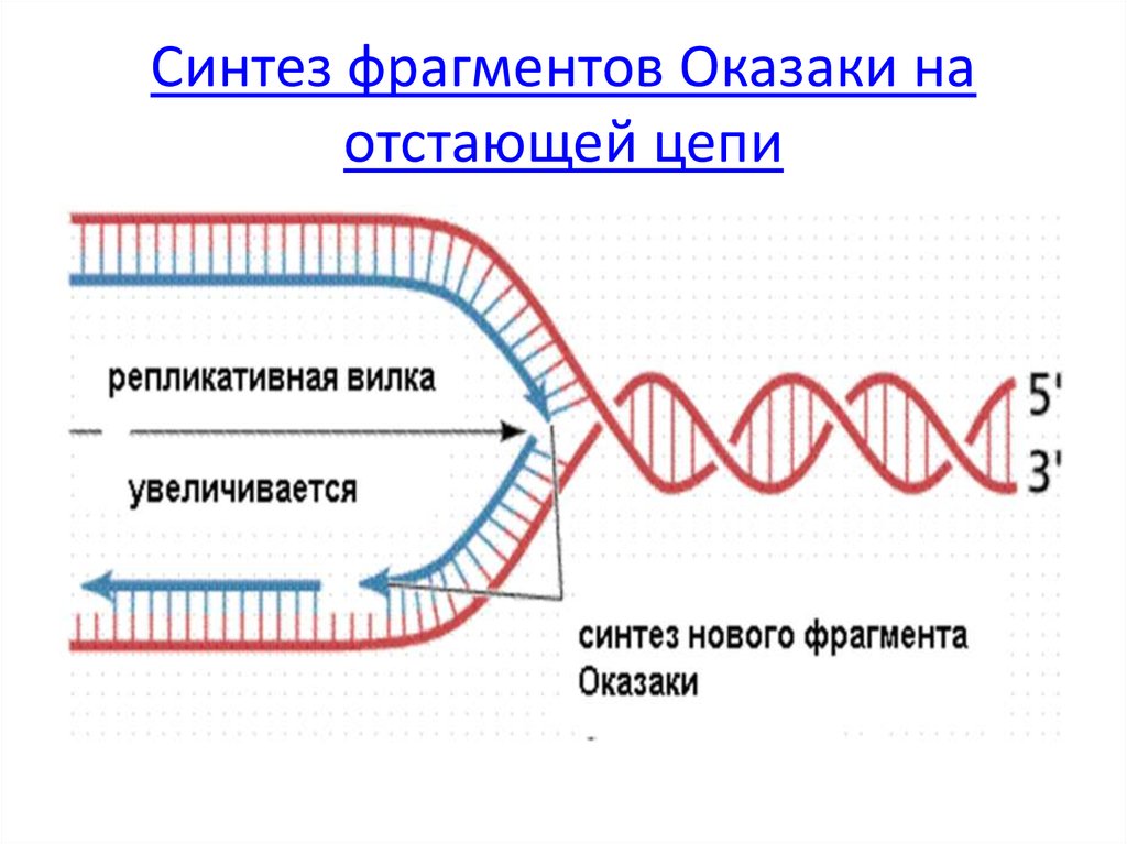 Цепь которая синтезируется фрагментами