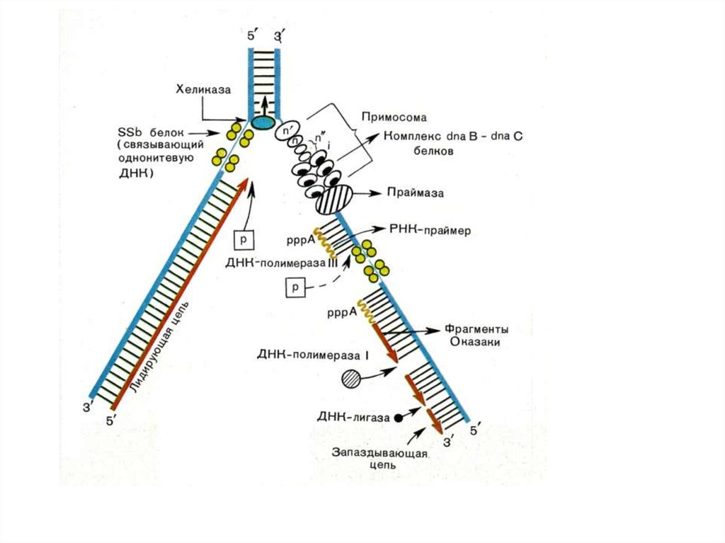 Ssb белок. Репликация ДНК SSB белки. Репликационная вилка. Репликационная вилка эукариот.