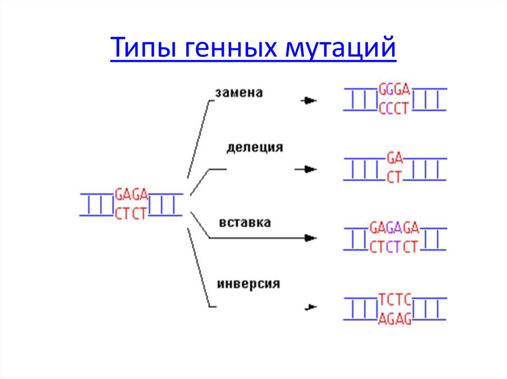 Транскрипция мутация