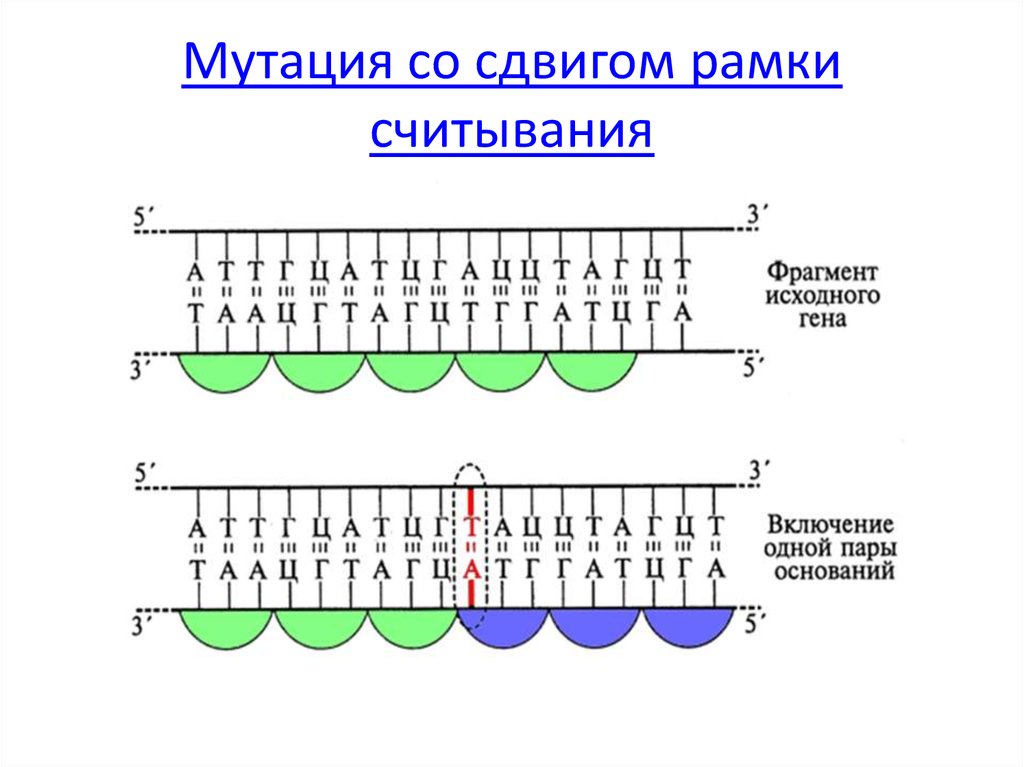 Рамка считывания