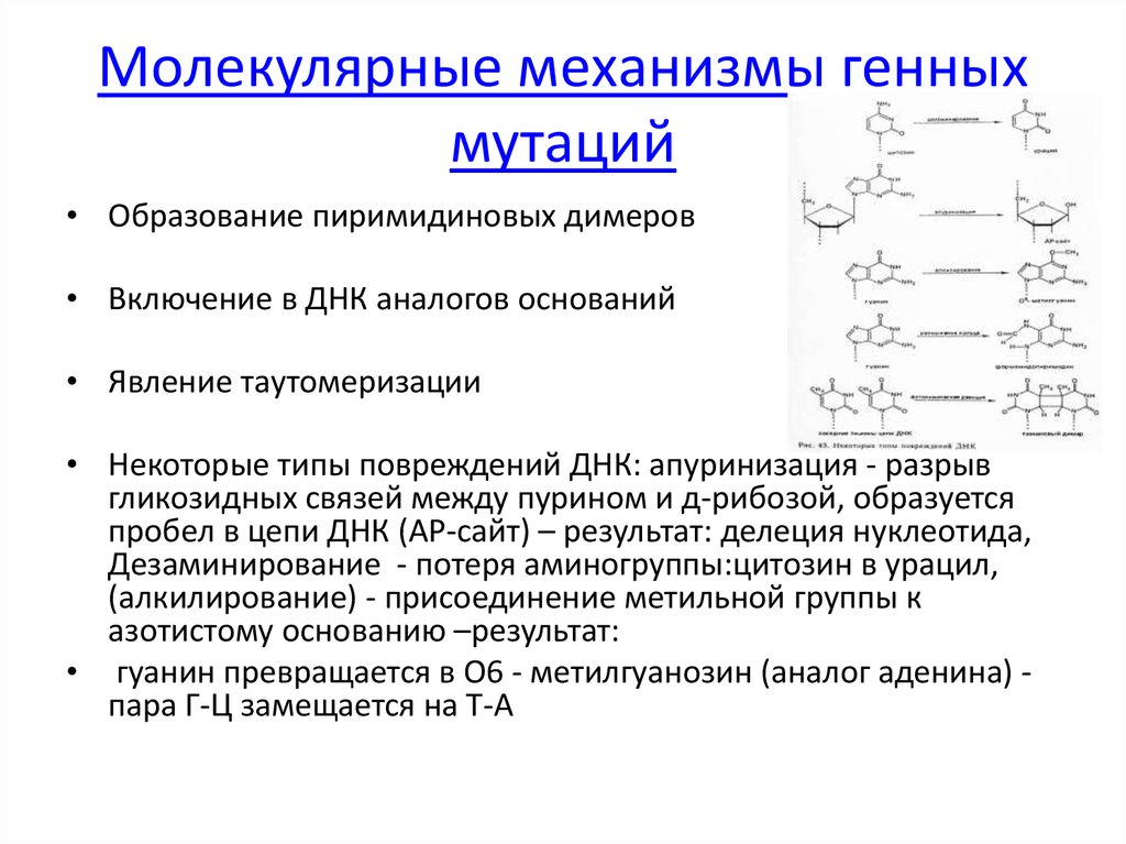 Молекулярные механизмы. Механизмы мутации биохимия. Механизмы генных мутаций. Молекулярные механизмы мутаций биохимия. Молекулярные механизмы изменчивости.