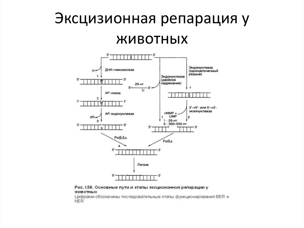 Источник взимания репараций по плану юнга