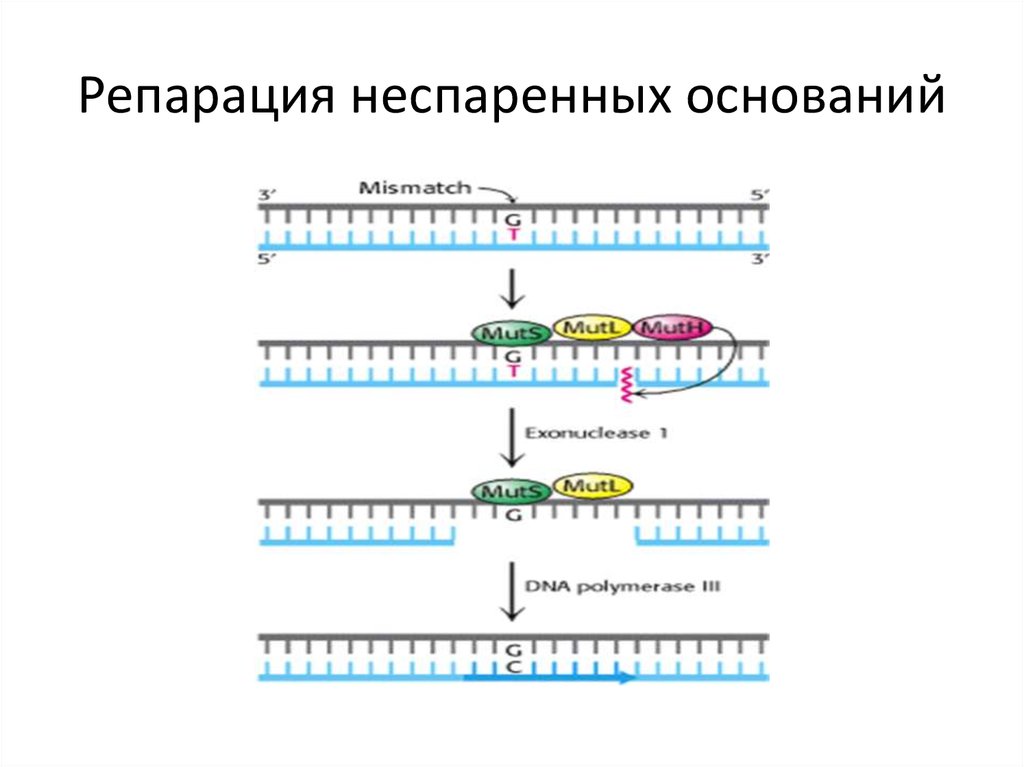 Виды репарации днк