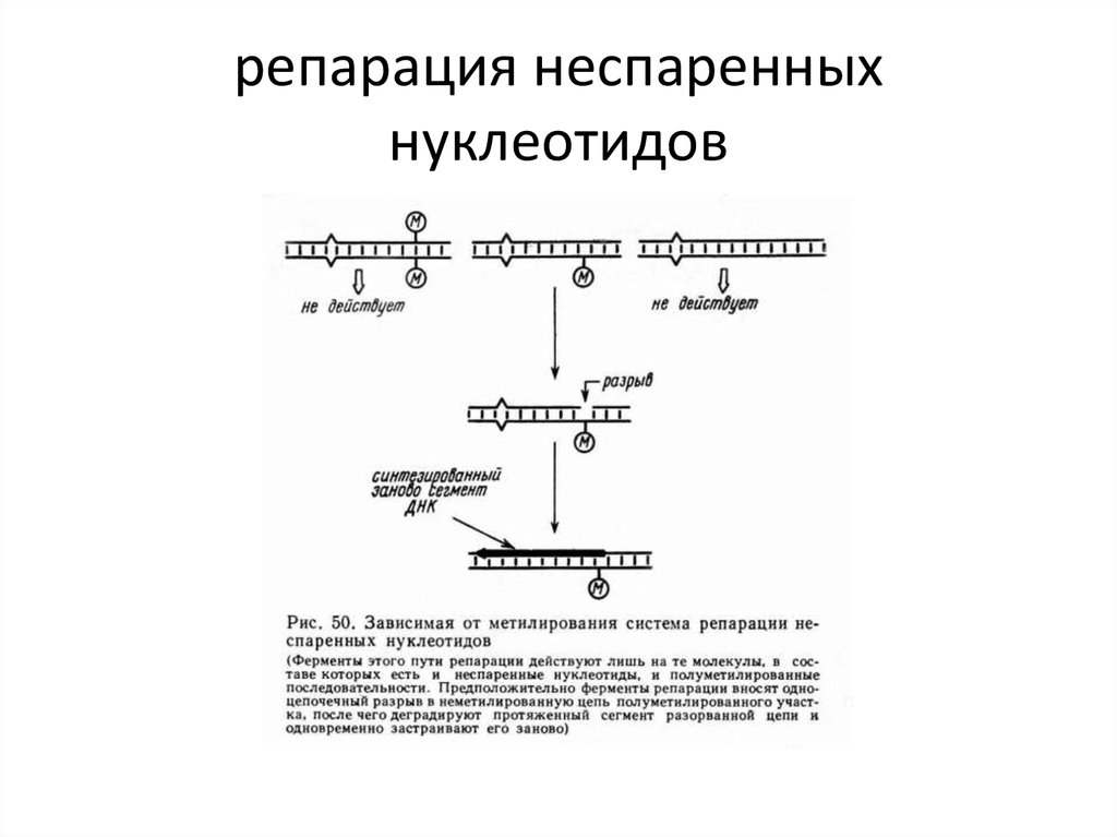 Репарация границ