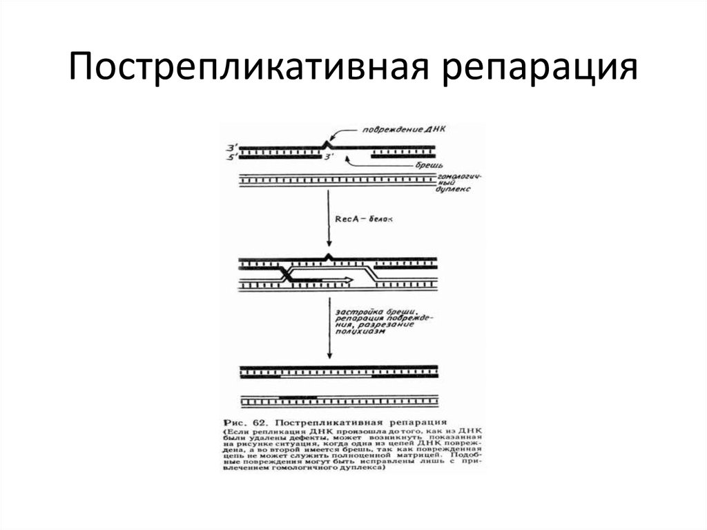 Значение репарации днк