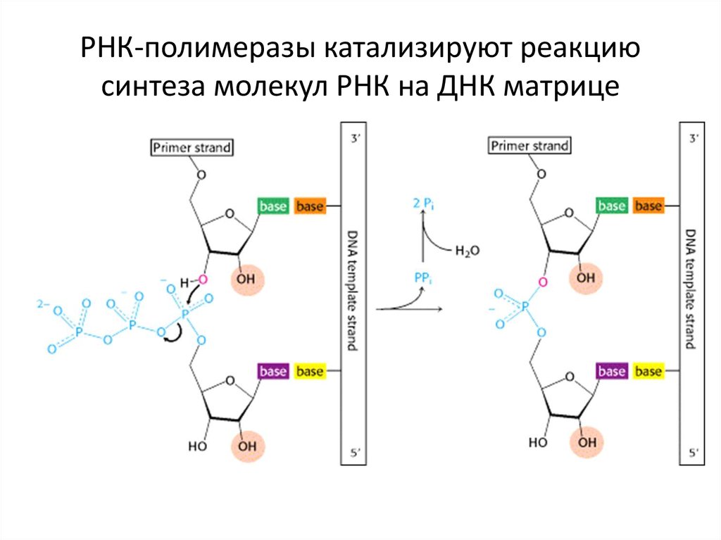 Трнк синтезируется на матрице днк