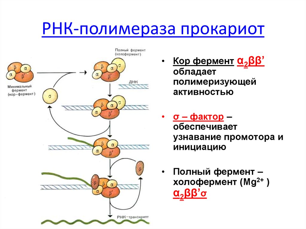 Полимеразы прокариот. Роль субъединиц РНК полимеразы. Структура РНК-полимераз эукариот. ДНК зависимая РНК полимераза строение. Структура холофермента РНК полимеразы.