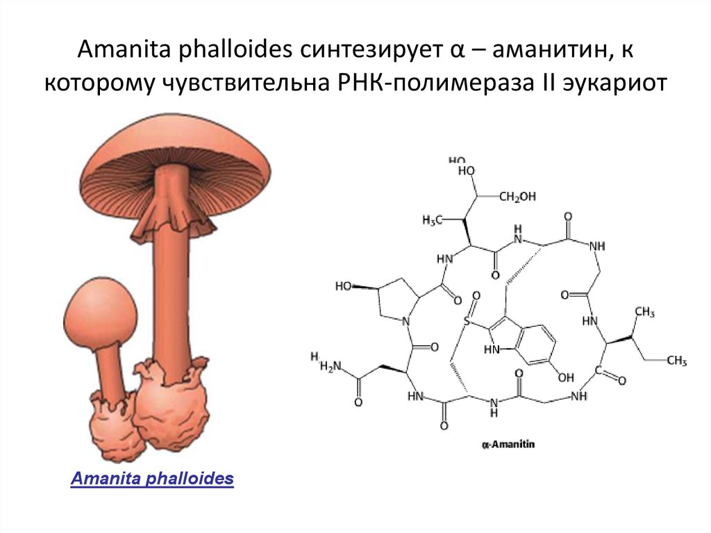 Amanita phalloides синтезирует α – аманитин, к которому чувствительна РНК-полимераза II эукариот