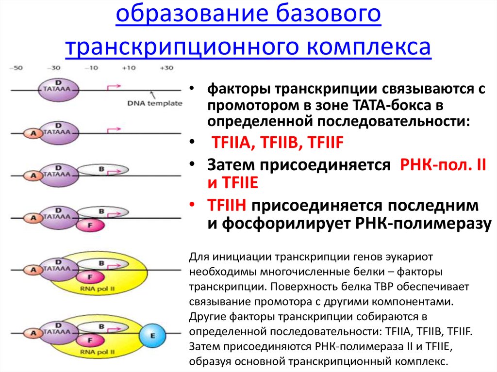 Комплекс инициации