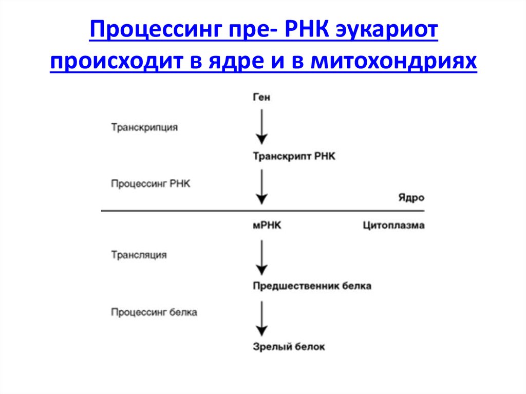 Процесс синтеза пре рнк