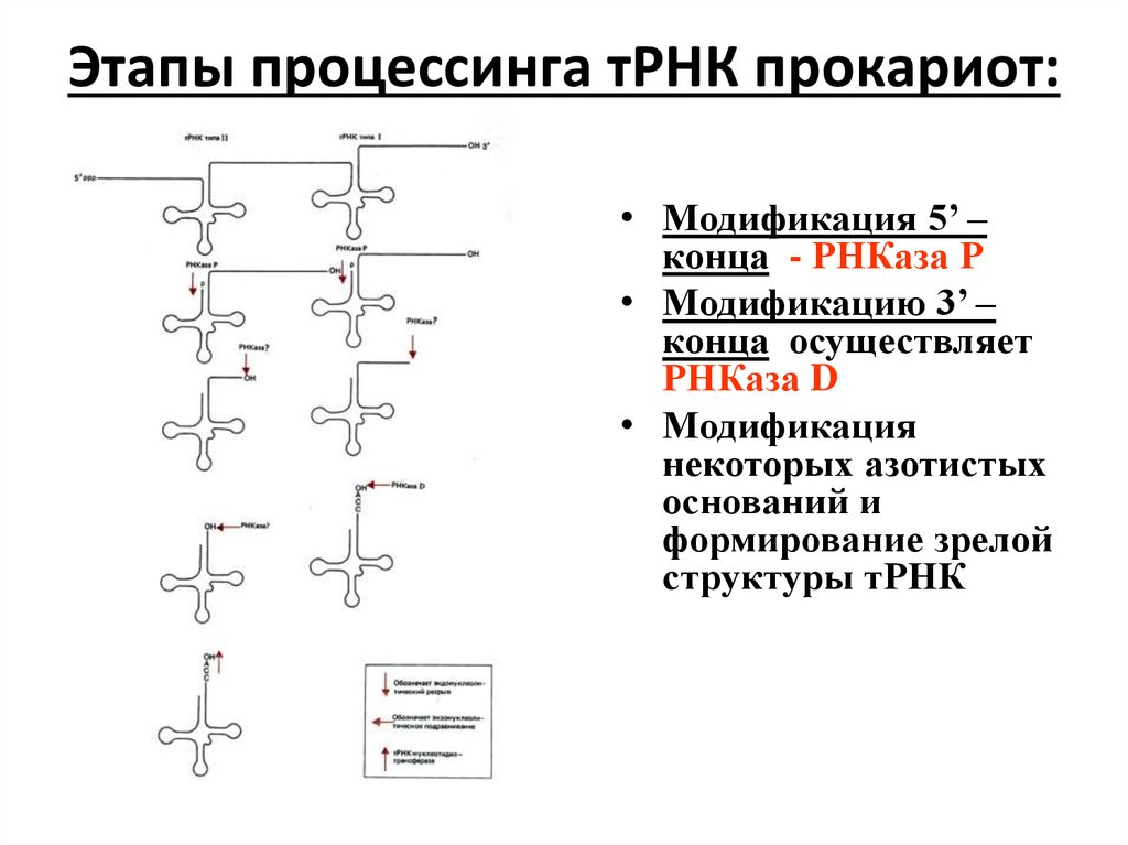 Процессинг синтез. Процессинг ТРНК У эукариот. Процессинг РРНК У прокариот. Процессинг у эукариот этапы. Процессинг ТРНК И РРНК У эукариот.