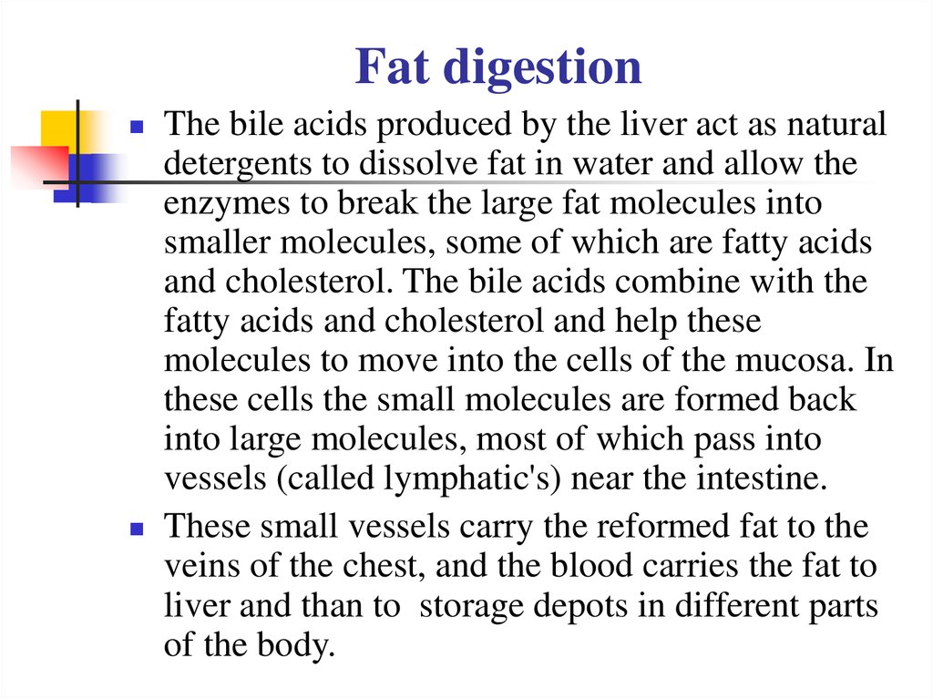 Fat digestion